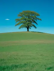Rush into the wilderness